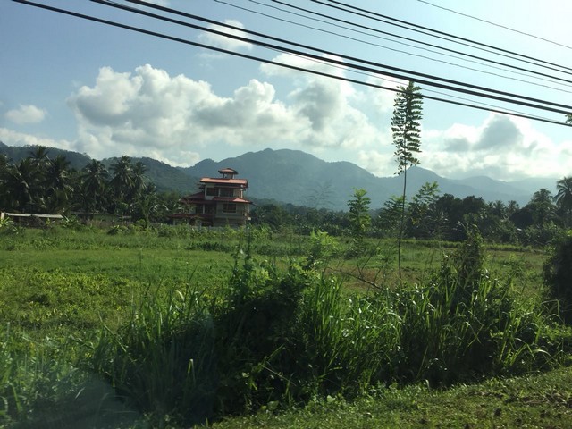 natural greenery