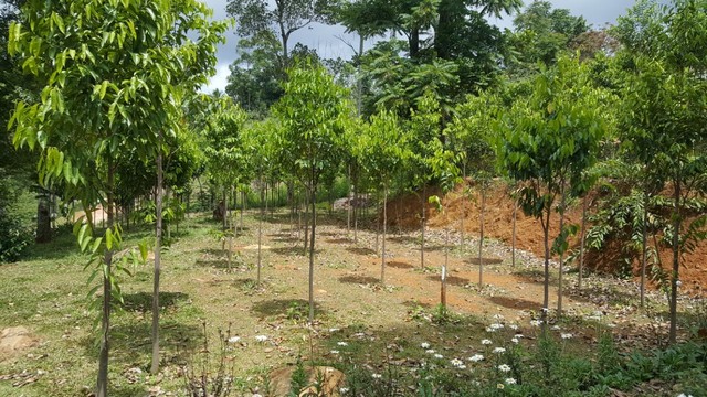 natural greenery