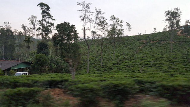 natural greenery