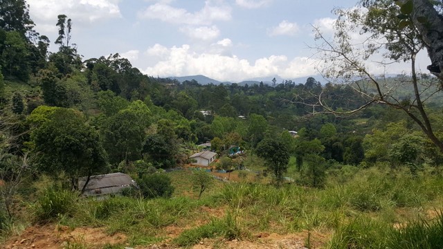natural greenery
